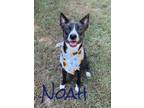 Adopt Noah 123954 a Labrador Retriever, Mixed Breed