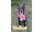 Adopt Huntress 123954 a Labrador Retriever, Mixed Breed