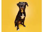 Adopt Gavotte a Mixed Breed