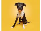 Adopt Bossa Nova a Mixed Breed