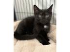 Adopt Blackjack a American Shorthair