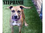 Adopt Stephanie a Boxer