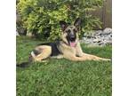 Adopt Ariel--In Foster***ADOPTION PENDING*** a German Shepherd Dog