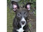 Adopt Sonoma a Mixed Breed