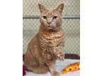 Adopt Feather a Domestic Short Hair