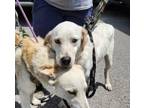 Adopt Abbi a Labrador Retriever