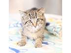 Adopt Katniss a Domestic Short Hair