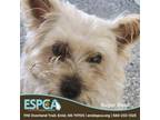 Adopt Sugar Bear a Cairn Terrier, Mixed Breed