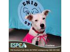 Adopt Cashew a Shepherd, Mixed Breed