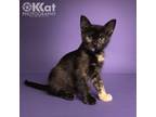 Adopt Blueberry a Domestic Medium Hair, Tortoiseshell
