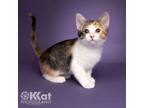 Adopt Apple a Domestic Medium Hair, Calico