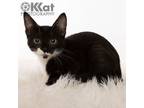 Adopt Amelia a Domestic Short Hair, Tuxedo