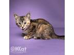 Adopt Mango a Domestic Medium Hair, Torbie