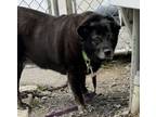 Adopt Bella a Affenpinscher