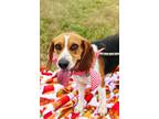 Adopt Peach a Beagle