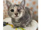 Adopt Braille a Domestic Short Hair