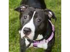 Adopt Duchess a Pit Bull Terrier