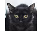 Adopt Baby Girl a Domestic Short Hair