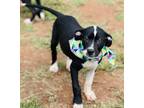 Adopt Rose $125 a Pit Bull Terrier, Mixed Breed
