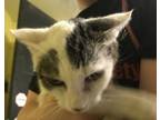 Adopt Ziti a Domestic Short Hair