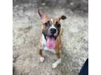 Adopt Brandy a Boxer, Mixed Breed