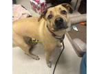 Adopt Susie a Boxer