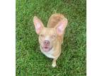 Adopt Pumpkin a American Staffordshire Terrier, Mixed Breed