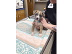 Adopt Martha~ a Terrier