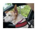 Adopt Lola~ a Jack Russell Terrier