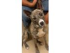 Adopt NENA a Mountain Cur