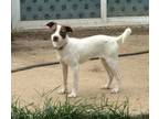 Adopt Hazel a Brittany Spaniel, Parson Russell Terrier