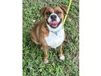 Adopt Ginger Snap a Boxer, Mixed Breed