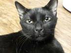 Adopt Midnight (CL) a Bombay, Domestic Short Hair