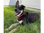 Adopt Jasmine a Shiba Inu, Shepherd