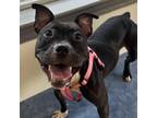 Adopt Aaliyah a American Staffordshire Terrier