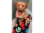Adopt Joy a Pit Bull Terrier, Labrador Retriever