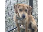 Adopt Sky a Yellow Labrador Retriever
