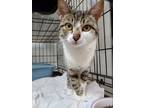 Adopt Pixie a Domestic Short Hair