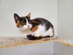 Adopt Carla a Domestic Short Hair