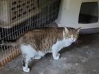 Adopt Sally a Domestic Short Hair