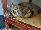 Adopt Abigail a Domestic Long Hair