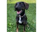 Adopt Zuma a Labrador Retriever