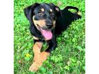 Adopt Liberty (F) a Labrador Retriever