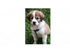 Adopt Great Pyr Puppies: Gigi a Great Pyrenees