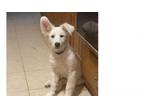 Adopt Happy Hour Bunch: Bailey a Great Pyrenees, Shepherd