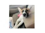 Adopt Roadsters: Danika a Australian Cattle Dog / Blue Heeler