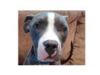 Adopt Maggie PKA Liyla a Pit Bull Terrier