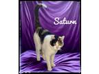 Adopt Saturn a Domestic Short Hair