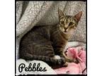 Adopt Pebbles a Domestic Short Hair