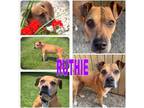 Adopt RUTHIE ~ SENIOR! ~ $0 ADOPTION FEE!! a Mixed Breed, Boxer
